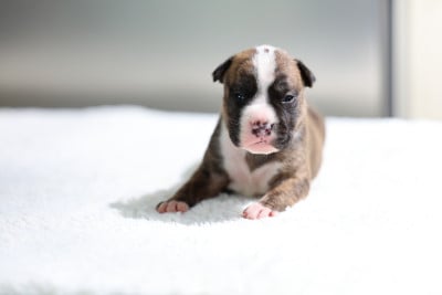 Les chiots de American Staffordshire Terrier