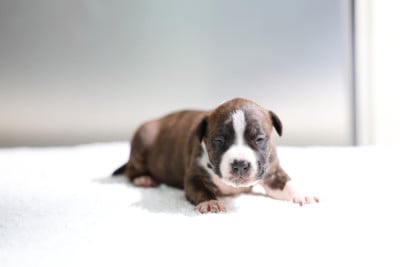 Les chiots de American Staffordshire Terrier