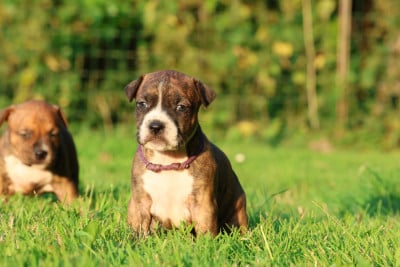 Les chiots de American Staffordshire Terrier