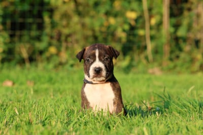 Les chiots de American Staffordshire Terrier