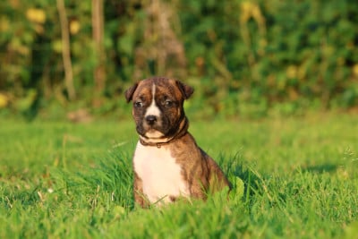 Les chiots de American Staffordshire Terrier