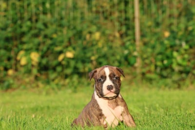 Les chiots de American Staffordshire Terrier