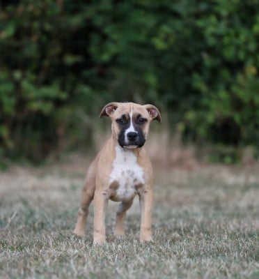 Les chiots de American Staffordshire Terrier