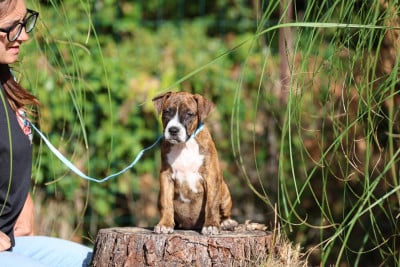 Les chiots de American Staffordshire Terrier