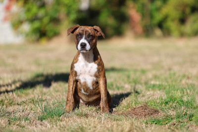 Les chiots de American Staffordshire Terrier
