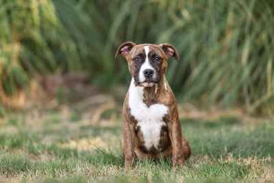 Les chiots de American Staffordshire Terrier