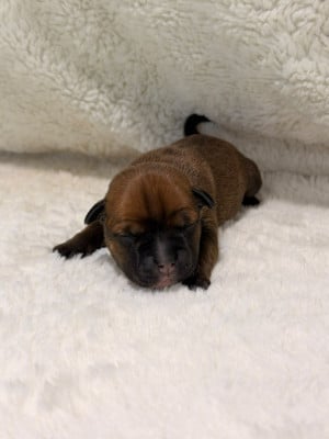 Les chiots de Staffordshire Bull Terrier