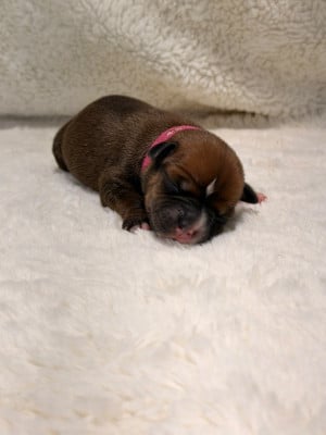 Les chiots de Staffordshire Bull Terrier