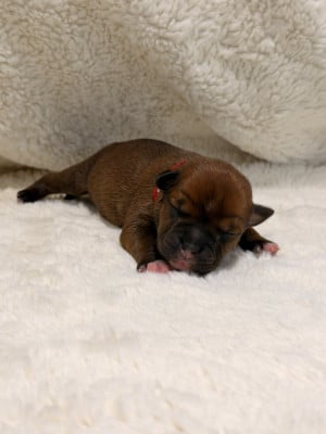 Les chiots de Staffordshire Bull Terrier
