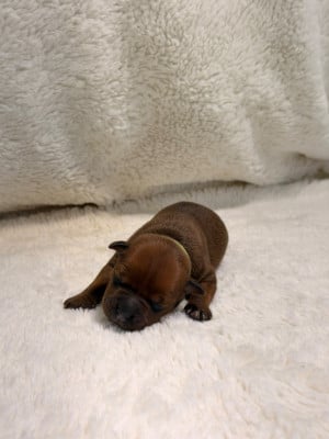 Les chiots de Staffordshire Bull Terrier