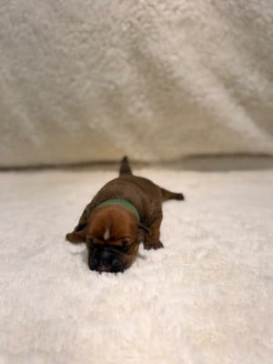 Les chiots de Staffordshire Bull Terrier