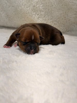 Les chiots de Staffordshire Bull Terrier