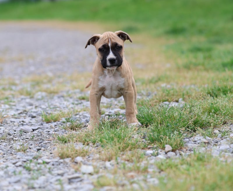 American Staffordshire Terrier - De Rockstar Dog