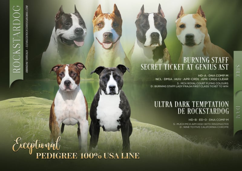 American Staffordshire Terrier - De Rockstar Dog