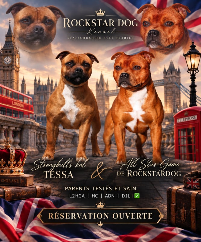 Staffordshire Bull Terrier - De Rockstar Dog