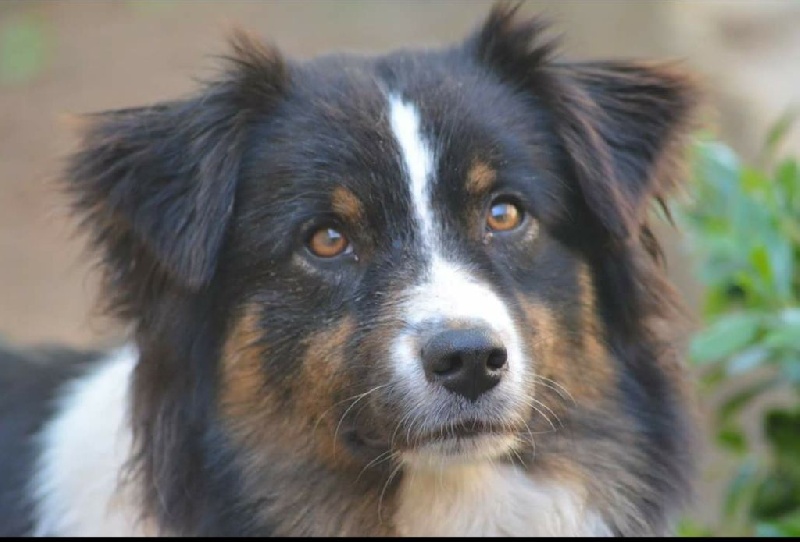 Publication : De La Vallée Magique