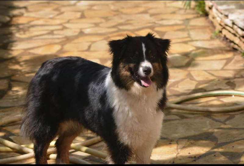 Publication : De La Vallée Magique