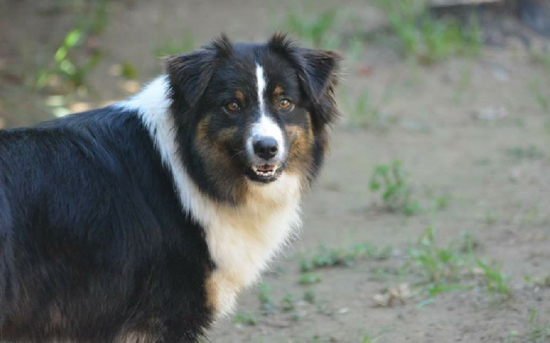 Publication : De La Vallée Magique