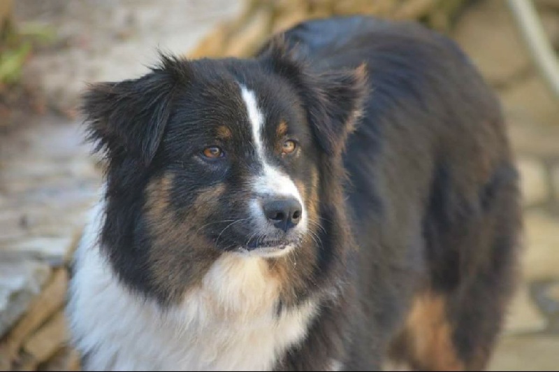 Publication : De La Vallée Magique