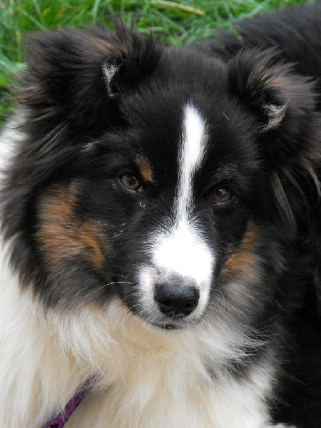 Publication : De La Vallée Magique