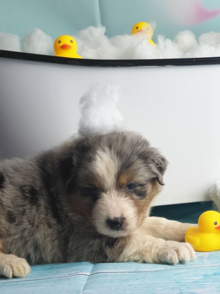 CHIOT - Berger Australien