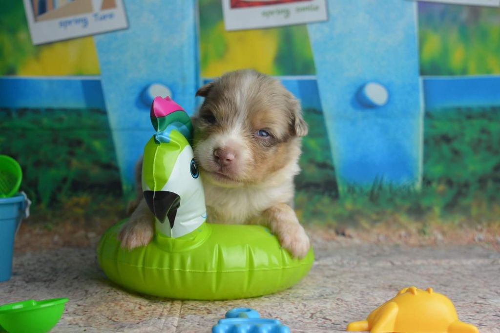 CHIOT - Berger Australien