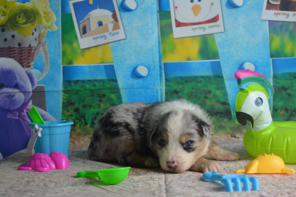 CHIOT - Berger Australien