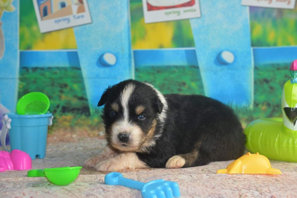 CHIOT - Berger Australien