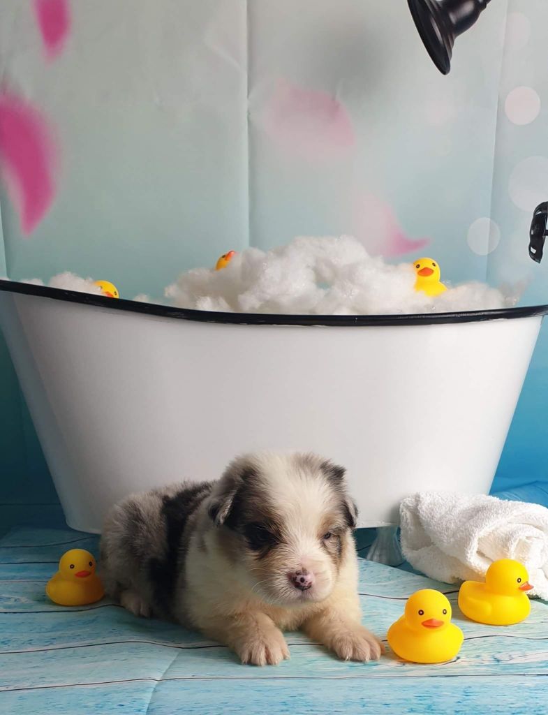 CHIOT - Berger Australien