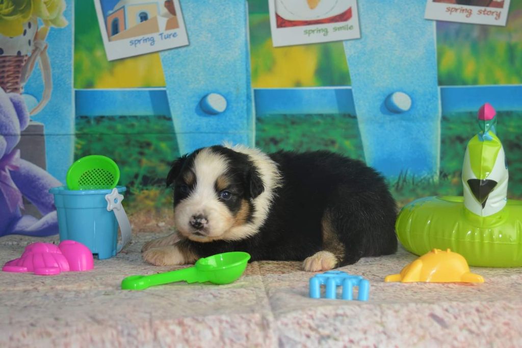 CHIOT - Berger Australien