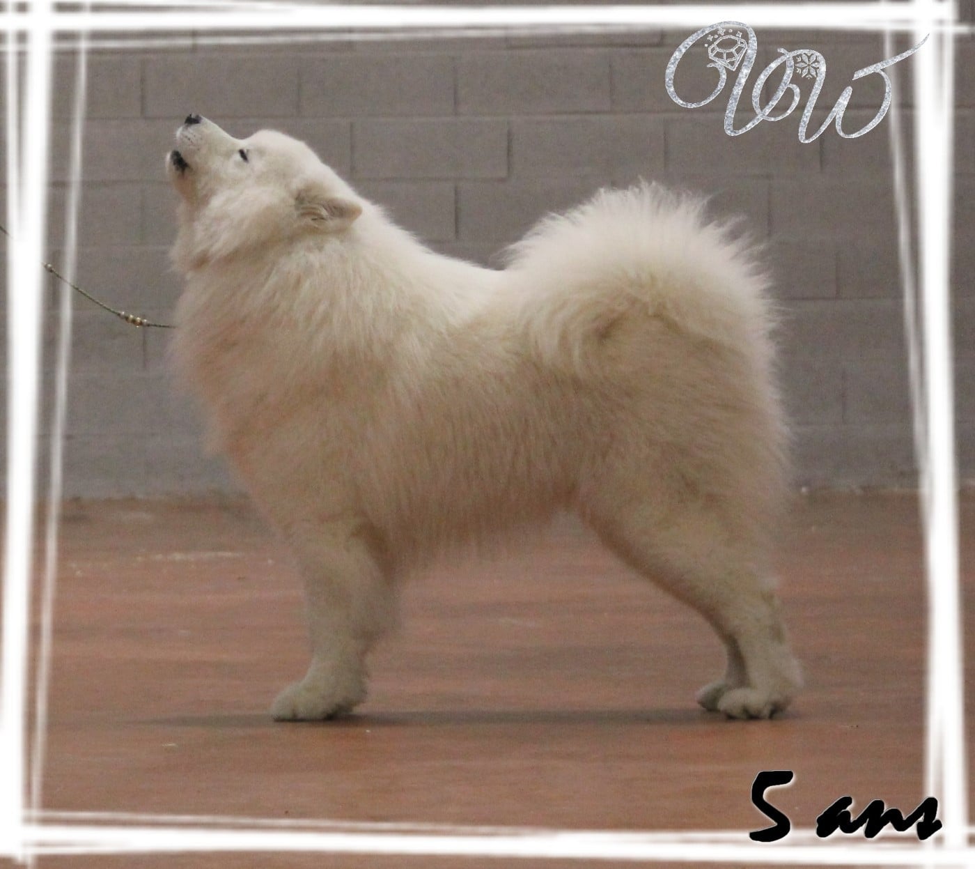 CH. Russian starlight sky Von Weiss Juwelen