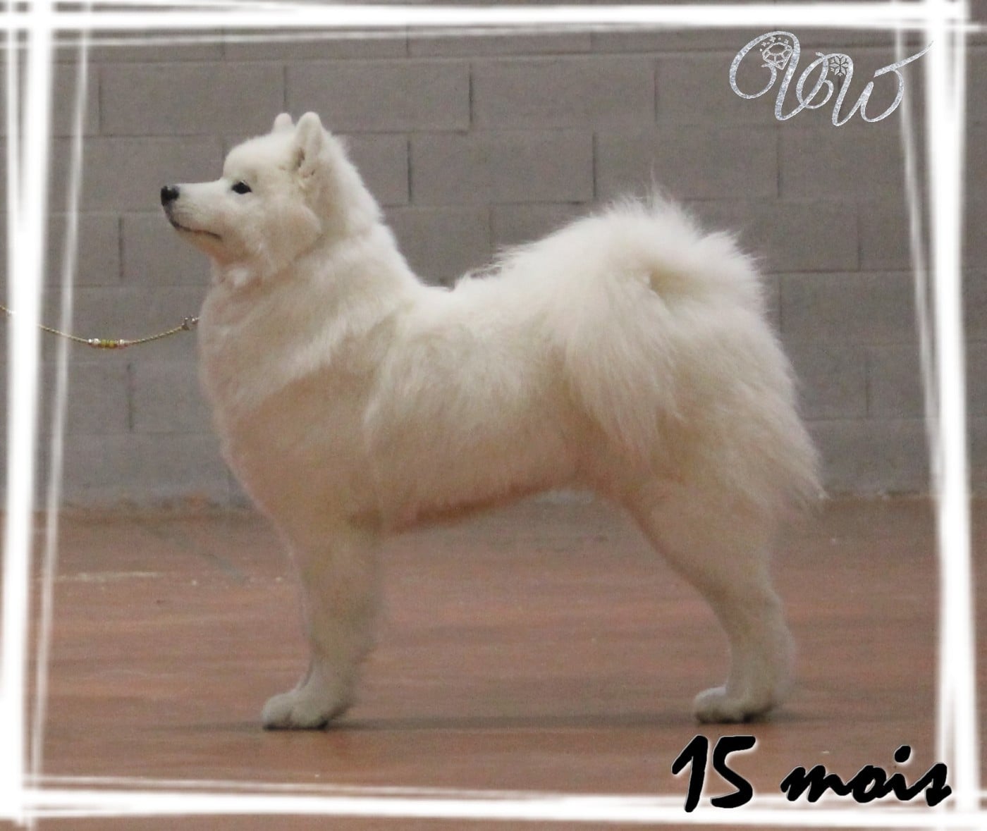 Valuable fire-of-sun Von Weiss Juwelen