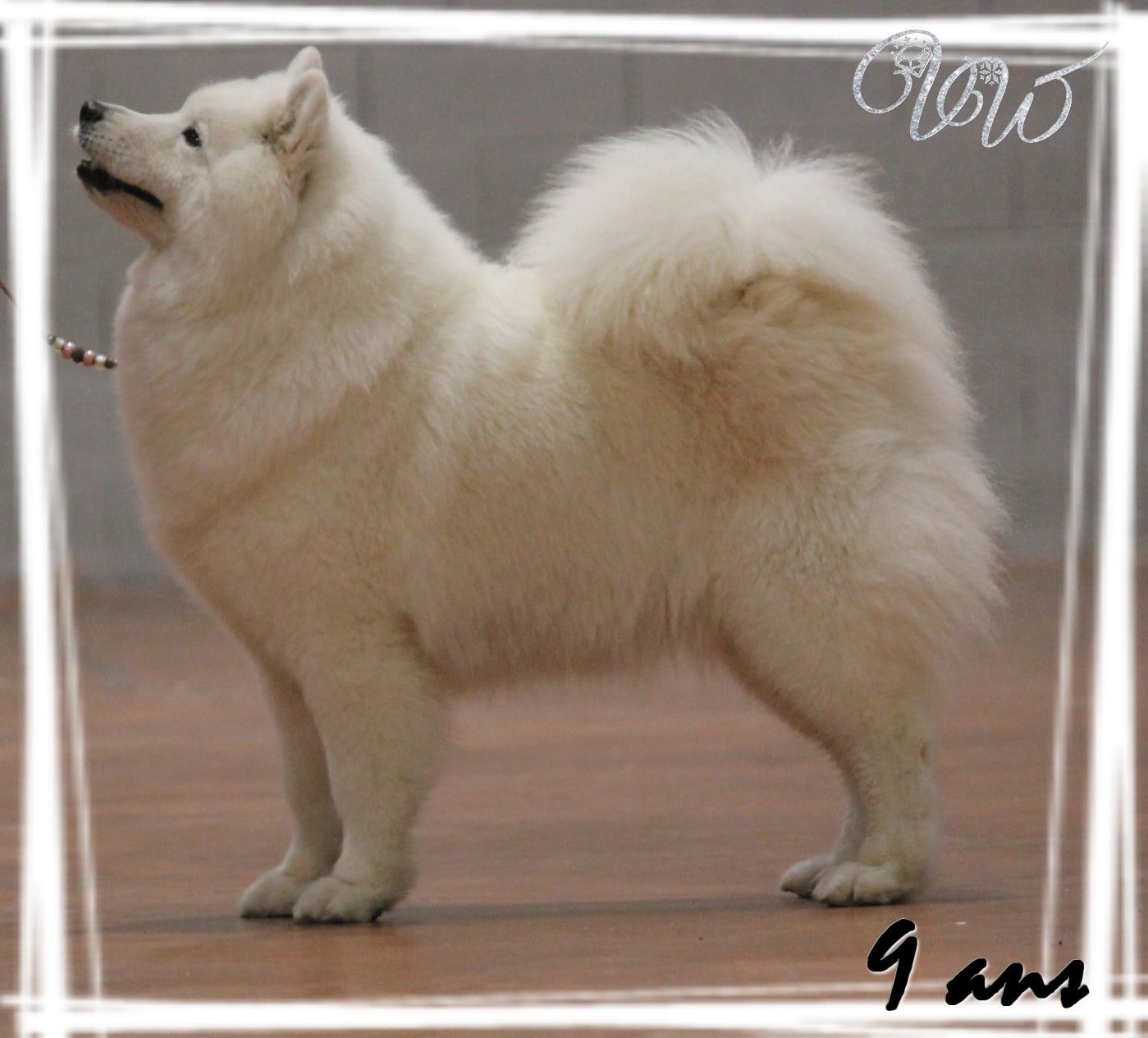 CH. Mystic milady Von Weiss Juwelen