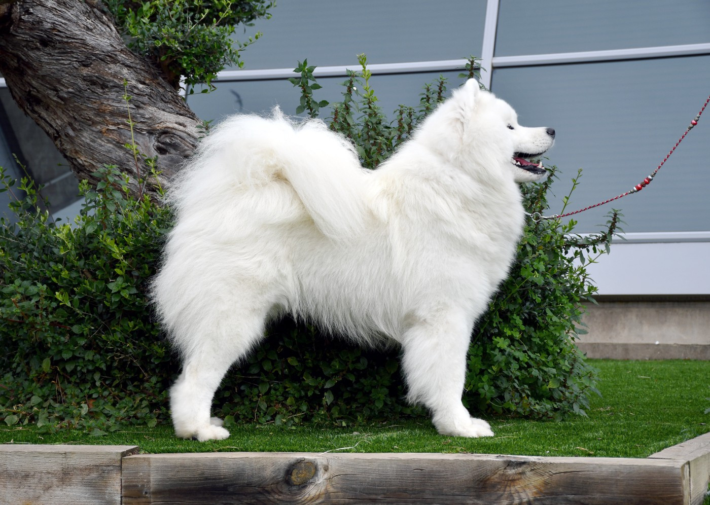 Valuable white rock Von Weiss Juwelen