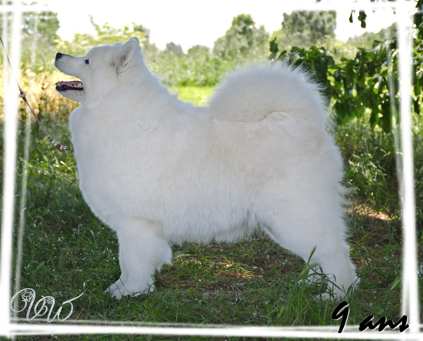 CH. Mystic milady Von Weiss Juwelen