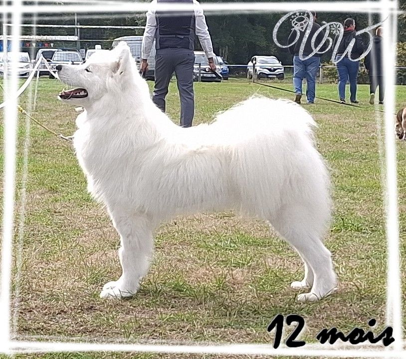 Valuable fire-of-sun Von Weiss Juwelen