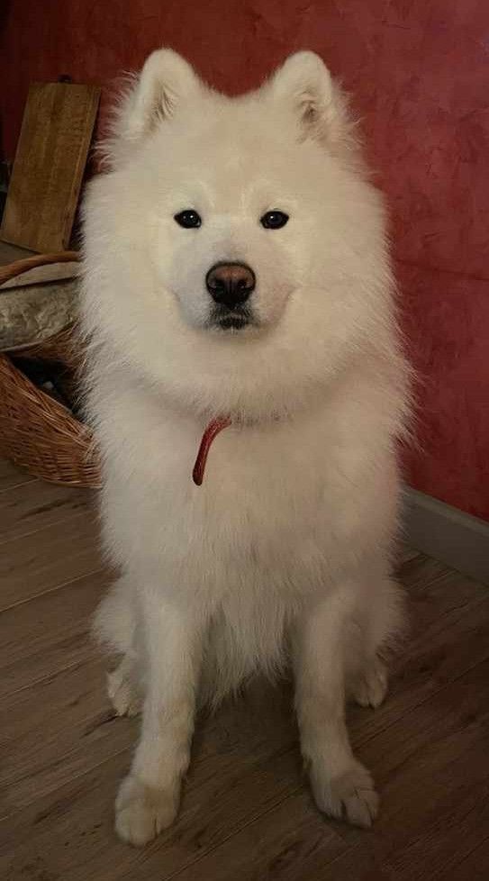 Unbelievable white wolf Von Weiss Juwelen