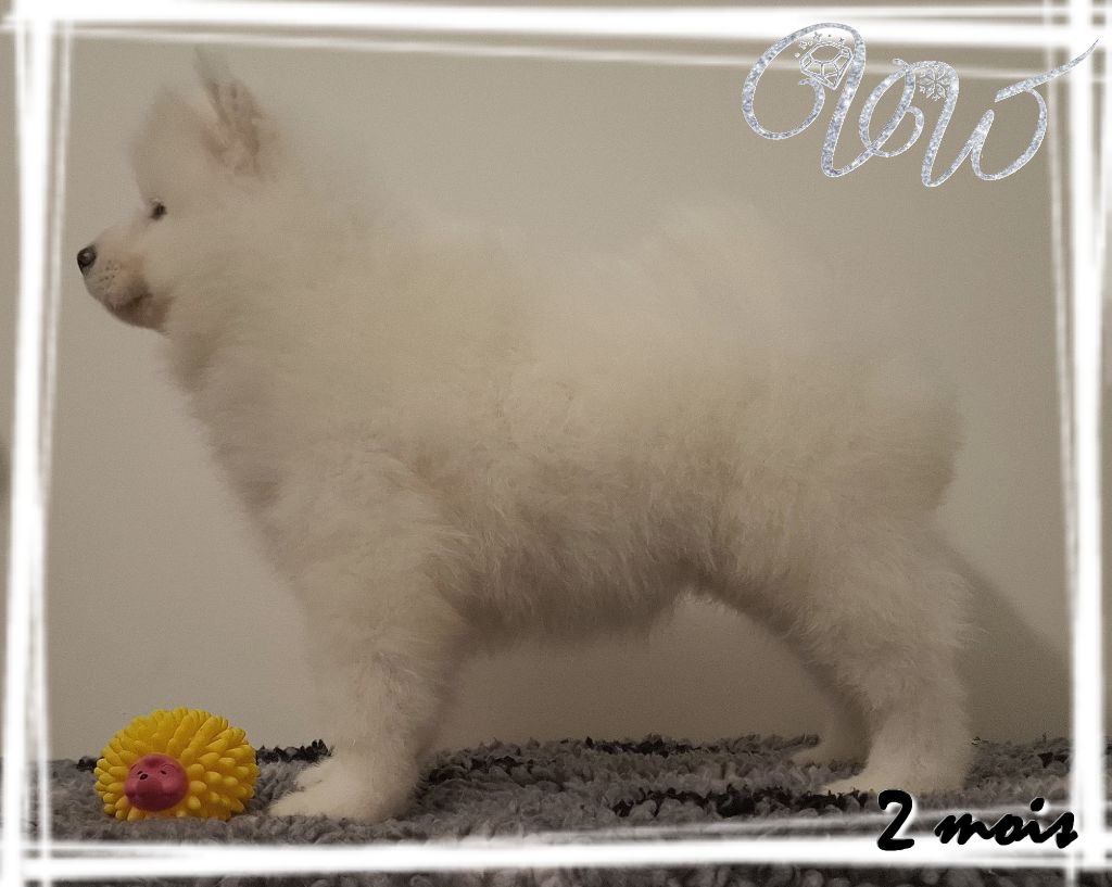 Ambitious princess-of-ice Von Weiss Juwelen