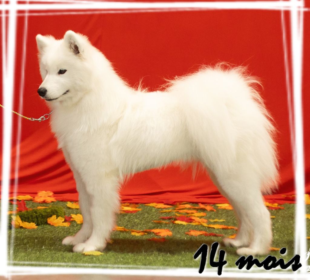 Valuable fire-of-sun Von Weiss Juwelen