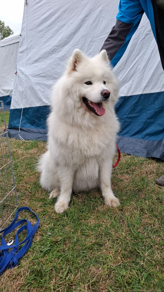 Unbelievable white wolf Von Weiss Juwelen