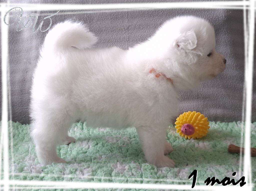 Ambitious princess-of-ice Von Weiss Juwelen