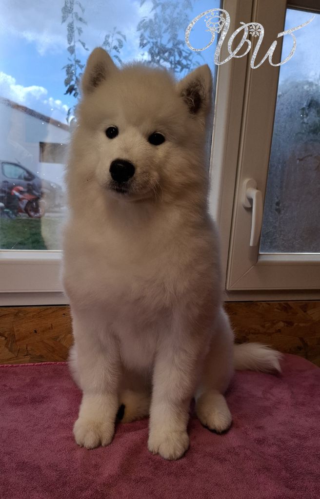 Ambitious Goddess-of-Nature von Weiss Juwelen