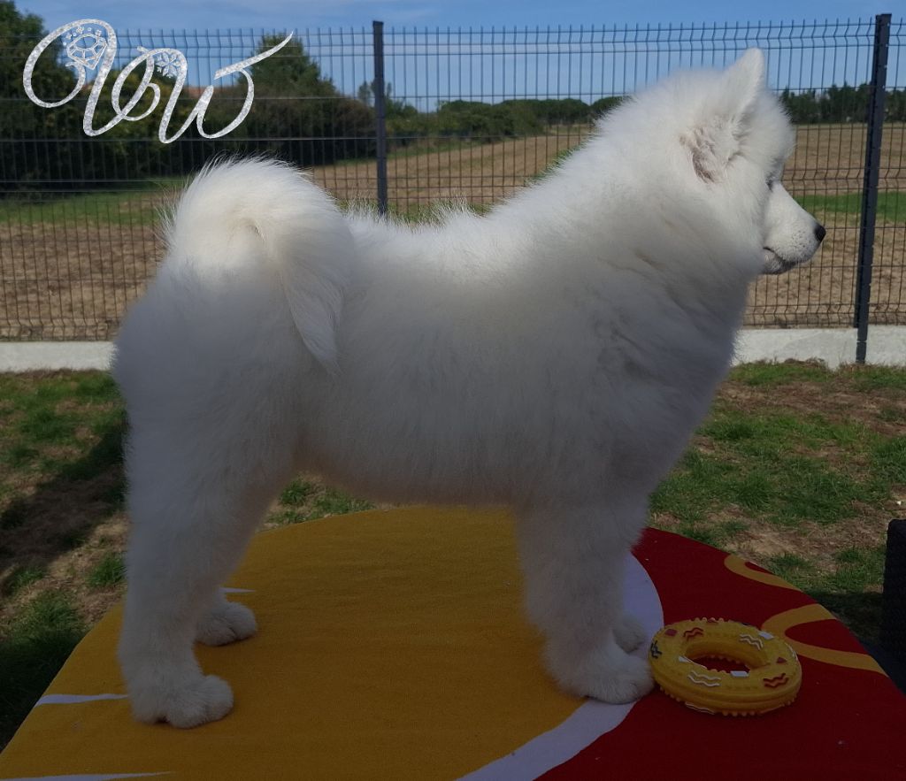 Ambitious Goddess-of-Nature von Weiss Juwelen