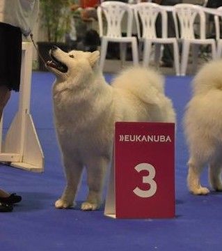 CH. I am beautiful Von Weiss Juwelen - 3° Excellent