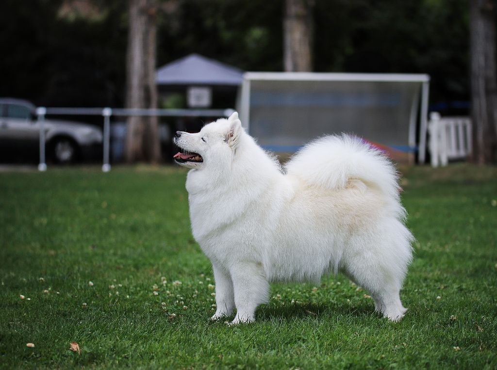CH. Mystic milady Von Weiss Juwelen - 1° Excellent - CACS-V - BOB Vétéran - BIG Vétéran - RBIS Vétéran