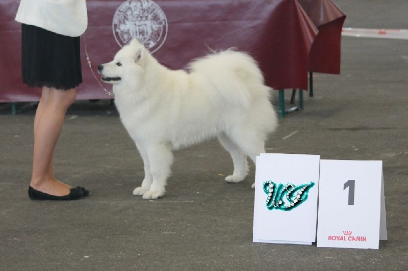 CH. I am beautiful Von Weiss Juwelen - 1° Excellent - BOS Jeune