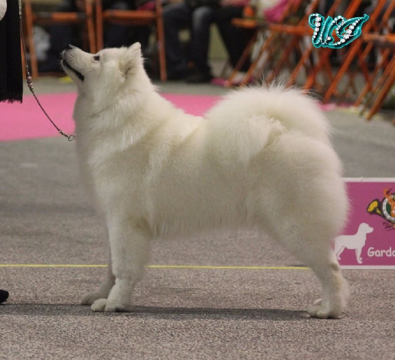 CH. I am beautiful Von Weiss Juwelen - 2° Excellent