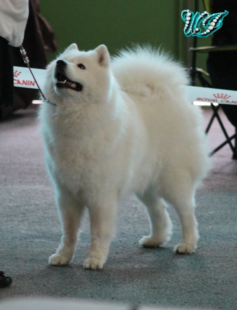 CH. I am beautiful Von Weiss Juwelen - 2° Excellent