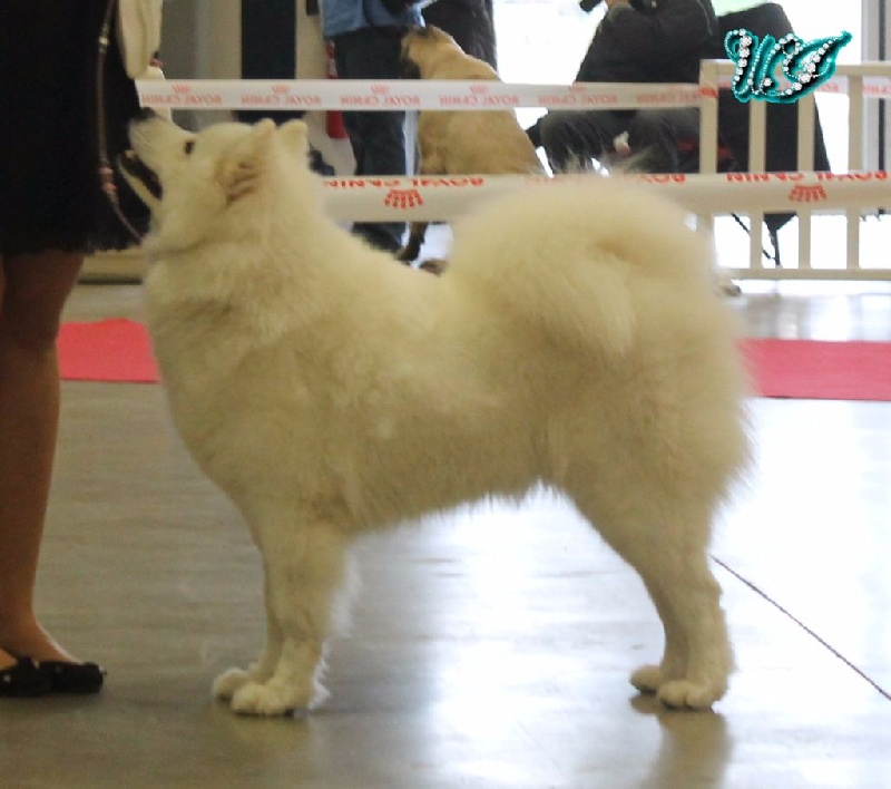 CH. I am beautiful Von Weiss Juwelen - 1° Excellent - CACS