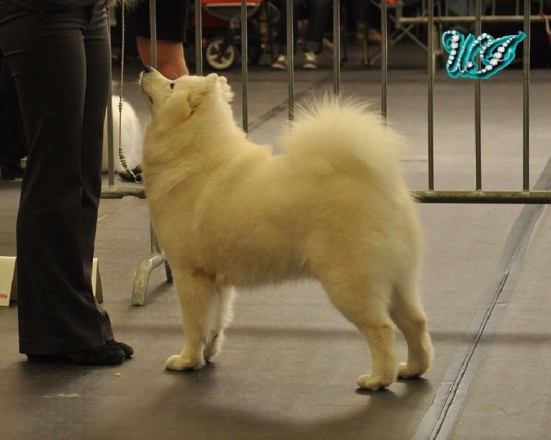 CH. I am beautiful Von Weiss Juwelen - Très Prometteur - BOS Puppy